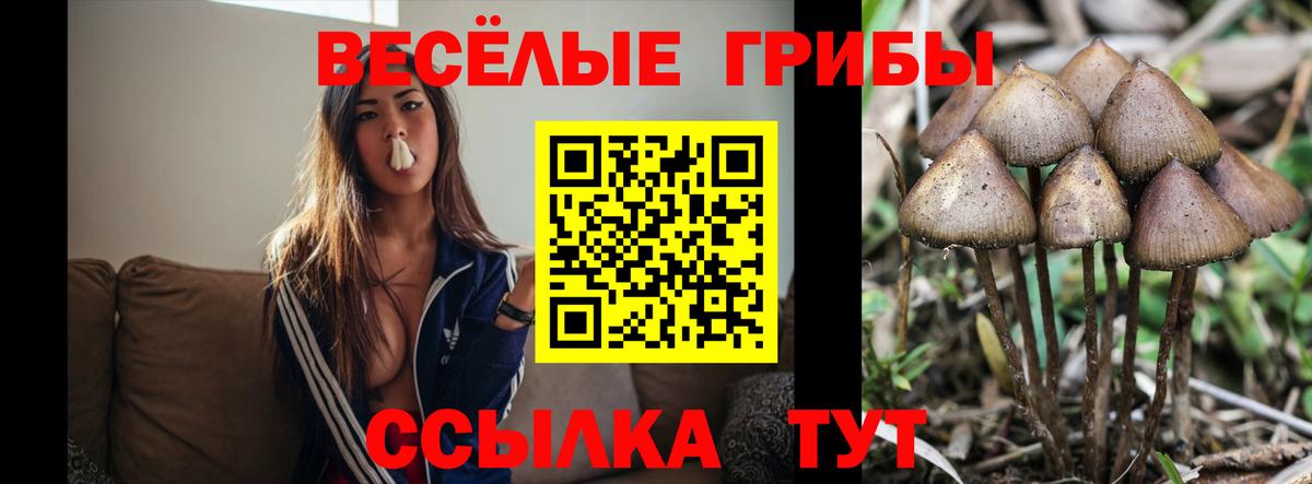 Галлюциногенные грибы Cubensis Шадринск